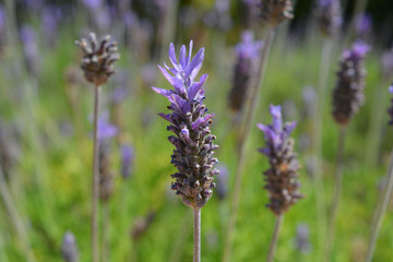 Obraz premium purple lavender flowers, selective focus