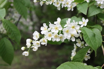flowering tree branches in spring in the garden    