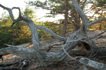 Fallen pine in sandy environment in a national park in sweden