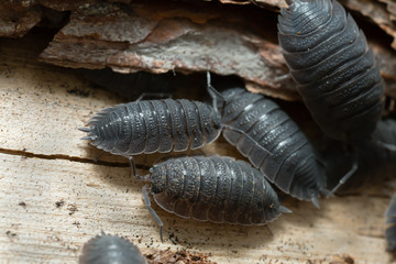 Common rough woodlouses, Porcellio scaber on wood