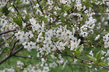 flowering tree branches in spring in the garden    