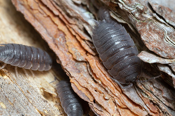 Common rough woodlouse, Porcellio scaber on wood