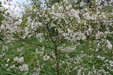 flowering tree branches in spring in the garden    
