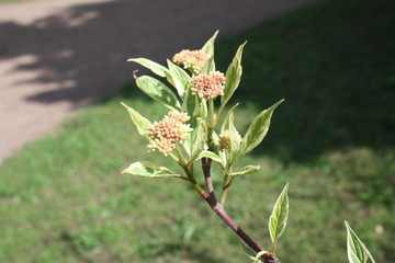 flowering tree branches in spring in the garden    