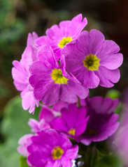 Fototapeta na wymiar Pink verbena flowers