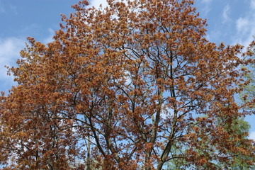 Fototapeta premium flowering tree branches in spring in the garden 