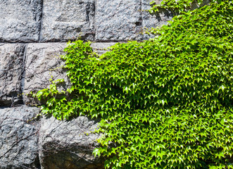 Stone wall covered with the green ivy