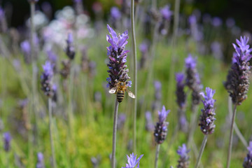 Naklejka premium bee on flower