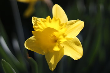 Fototapeta premium yellow daffodil on a black background