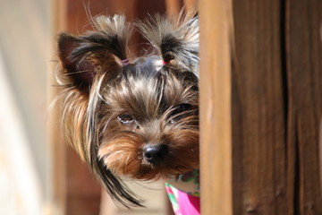 yorkshire terrier on white background