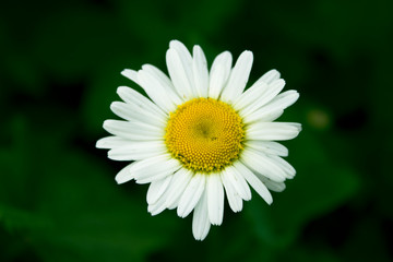 Chamomile with white petals and yellow middle on a green background. Close up. One beautiful Daisy
