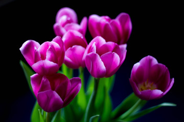 Bouquet of pink tulips on a dark background.Beautiful pink flowers