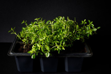 bush organic thyme in a pot for seedlings on a dark background. selective focus, closeup