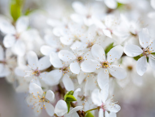 Cherry tree flowers.