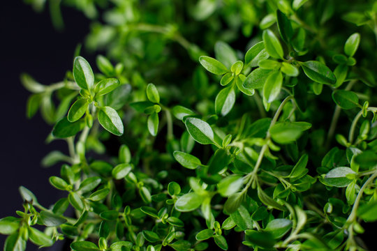 organic thyme growing in a pot on a dark background. selective focus, closeup