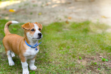 A brown and white puppy on the greengrass with space on the right side for your text and content in selective focus.