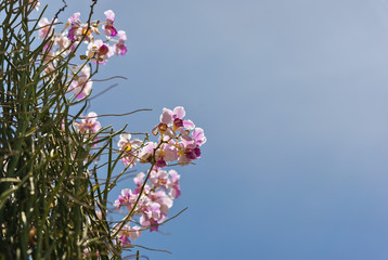 Pink Dendrobium orchids on blue sky background..