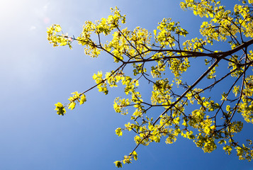 Blooming branches of the maple tree