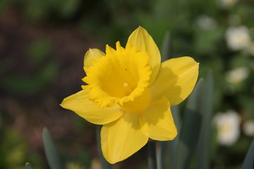daffodils in garden