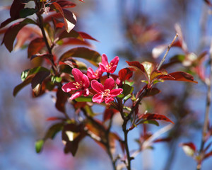 Pinke Bl&uuml;te auf einem Ast im Fr&uuml;hling