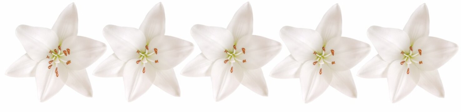 Fleurs blanches de lys
