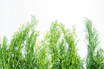 Fresh vegetable fennel leaf poster background material on white background