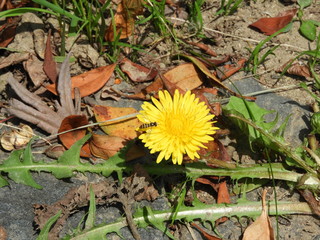 虫と花