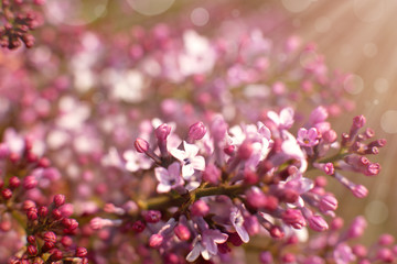 Young branch of lilac on a blurred colorful background. Macro. Lilac flowers under the spring sun and glare. Flowers on a blurred background.