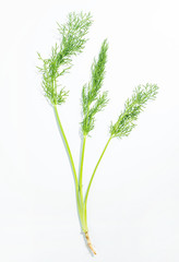 Fresh stems and leaves vegetable fennel on white background