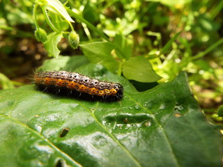 シロヘリキリガ 幼虫 larva of moth