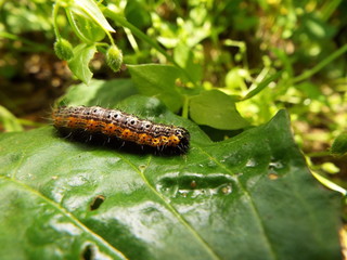 シロヘリキリガ 幼虫 larva of moth