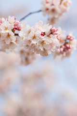 Fototapeta premium 桜