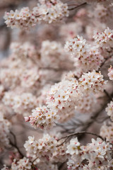 Fototapeta premium 桜