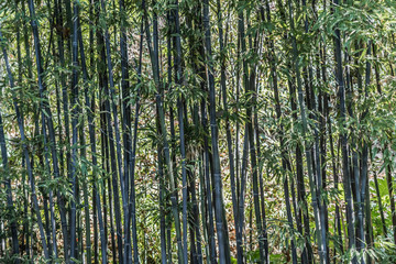 textura Bosque de Bambú verde 