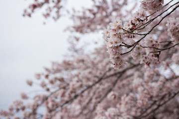 桜
