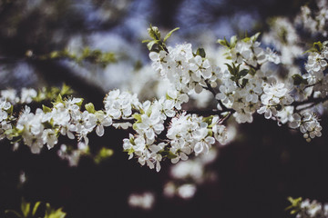 White branch of a flowering Apple tree on a dark background. Apple flowers close-up. The cherry blossoms on a black background