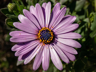 Fototapeta premium flor lila con polen