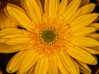 Macro de una Margarita amarilla