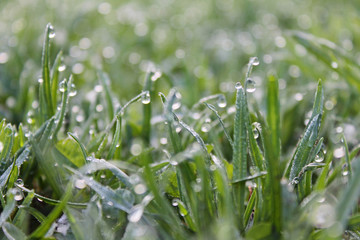 Green grass close-up with drops of morning dew