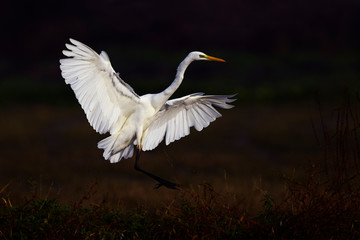 Airone bianco