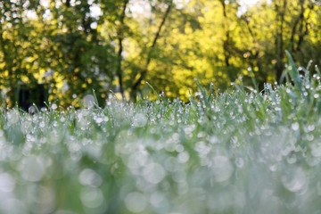 Green grass close-up with drops of morning dew