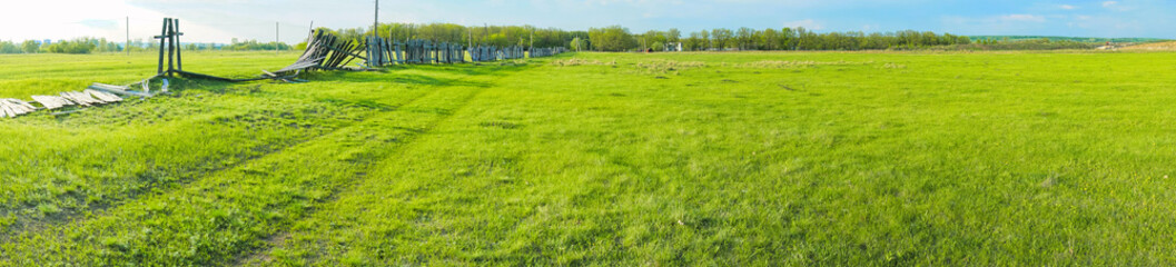 panoramic view of lush spring young grass