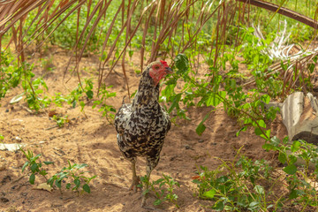 brazilian hen chicken