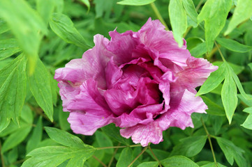 Fototapeta premium Pink peony flower close up.