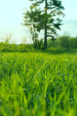 landscape sunset sky and green grass and trees