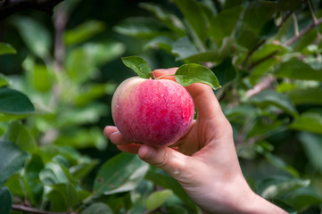 Hand holding fresh ripe apple from the tree