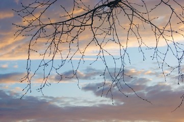 Provincial spring workdays - bare tree branches against a cloudy sky.