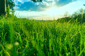 Fototapeta premium landscape sunset sky and green grass and trees