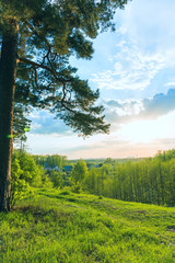 Fototapeta premium landscape sunset sky and green grass and trees