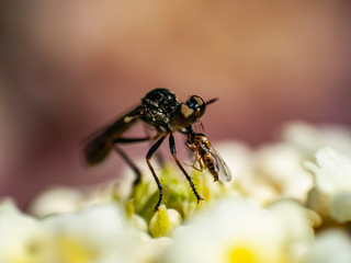 Mosquito con Presa 